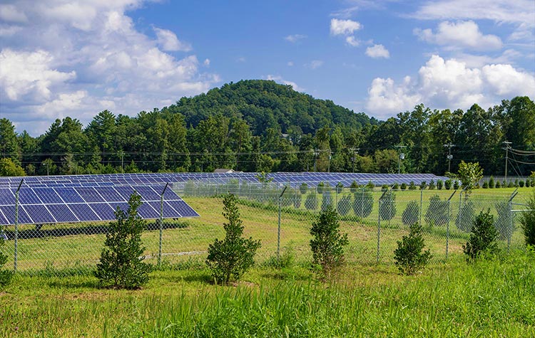 Vegetation planted to help hide and also life to an area where a solar farm is placed.