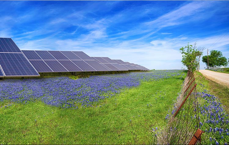 Blue bonnet flowers planted around a solar farm to help pollinators