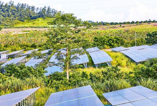 an overgrown solar farm